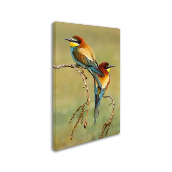 Mario Suarez 'Beeeaters In Love' Canvas Art,12x19